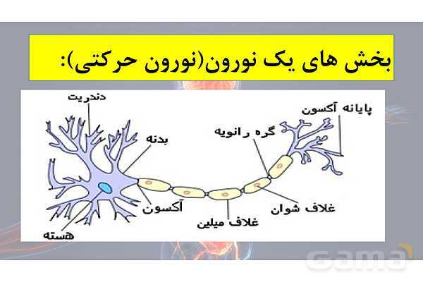 پاورپوینت خلاصه فصل 1 زیست یازدهم؛ تنظیم عصبی- پیش نمایش
