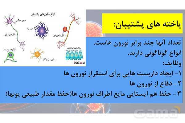 پاورپوینت خلاصه فصل 1 زیست یازدهم؛ تنظیم عصبی- پیش نمایش