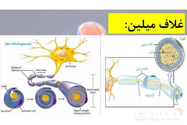 پاورپوینت خلاصه فصل 1 زیست یازدهم؛ تنظیم عصبی- پیش نمایش
