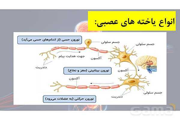 پاورپوینت خلاصه فصل 1 زیست یازدهم؛ تنظیم عصبی- پیش نمایش