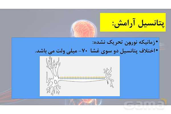 پاورپوینت خلاصه فصل 1 زیست یازدهم؛ تنظیم عصبی- پیش نمایش
