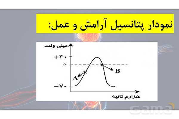 پاورپوینت خلاصه فصل 1 زیست یازدهم؛ تنظیم عصبی- پیش نمایش