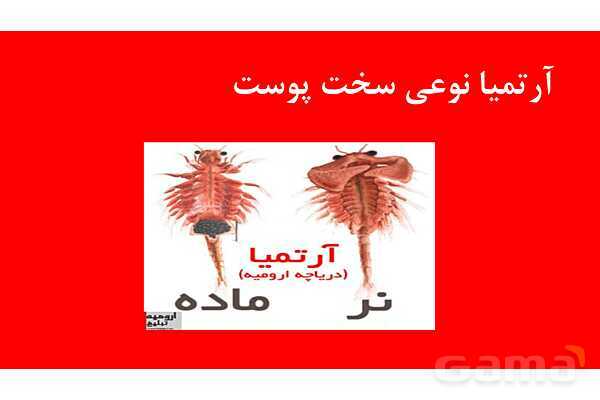 پاورپوینت خلاصه فصل 1 زیست دهم؛ دنیای زنده- پیش نمایش