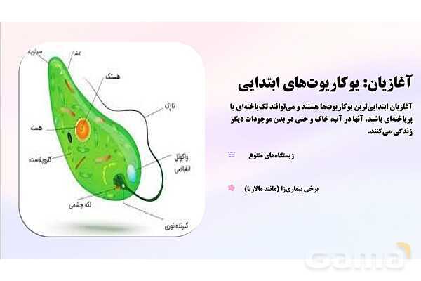 پاورپوینت پودمان 2: موجودات زنده | کتاب درسی زیست شناسی فنی- پیش نمایش