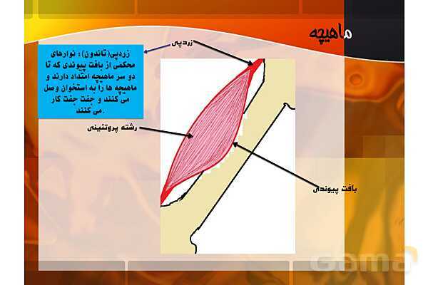 پاور فصل 5: حس و حرکت | علوم هشتم- پیش نمایش