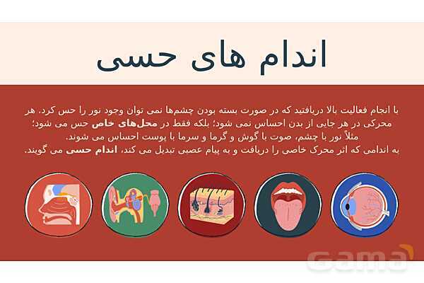 پاورپوینت تدریس فصل 5: حس و حرکت | علوم تجربی هشتم- پیش نمایش