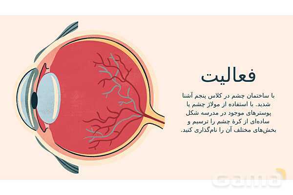 پاورپوینت تدریس فصل 5: حس و حرکت | علوم تجربی هشتم- پیش نمایش