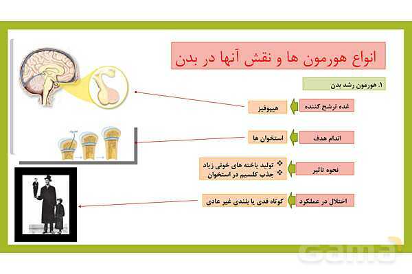 فایل پاورپوینت فصل 6 علوم هشتم: تنظیم هورمونی- پیش نمایش