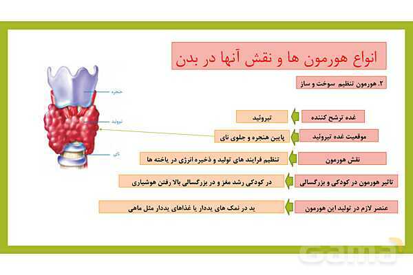 فایل پاورپوینت فصل 6 علوم هشتم: تنظیم هورمونی- پیش نمایش