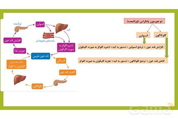 فایل پاورپوینت فصل 6 علوم هشتم: تنظیم هورمونی- پیش نمایش