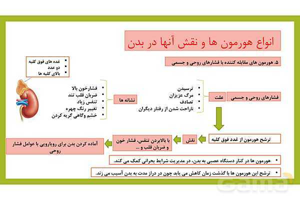 فایل پاورپوینت فصل 6 علوم هشتم: تنظیم هورمونی- پیش نمایش