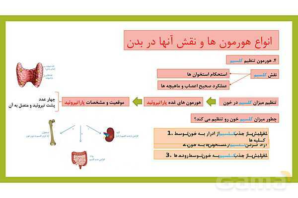 فایل پاورپوینت فصل 6 علوم هشتم: تنظیم هورمونی- پیش نمایش