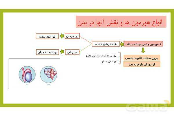 فایل پاورپوینت فصل 6 علوم هشتم: تنظیم هورمونی- پیش نمایش