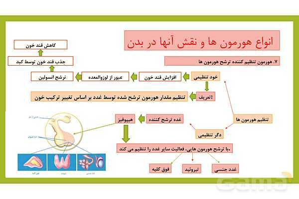 فایل پاورپوینت فصل 6 علوم هشتم: تنظیم هورمونی- پیش نمایش