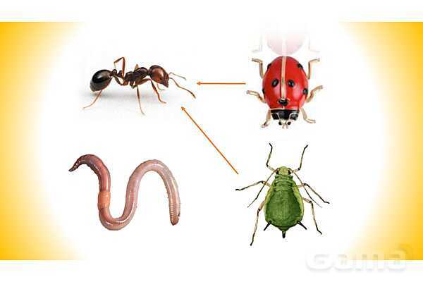 پاورپوینت درس 11 علوم چهارم: بی مهره ها- پیش نمایش