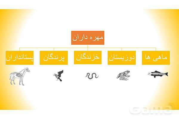 پاورپوینت درس 11 علوم چهارم: بی مهره ها- پیش نمایش