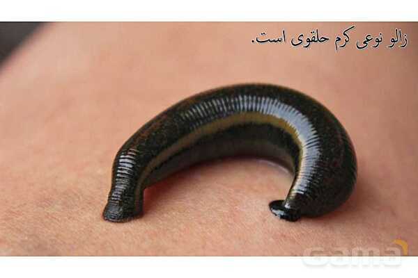 پاورپوینت درس 11 علوم چهارم: بی مهره ها- پیش نمایش