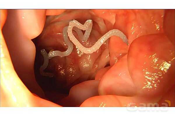 پاورپوینت درس 11 علوم چهارم: بی مهره ها- پیش نمایش