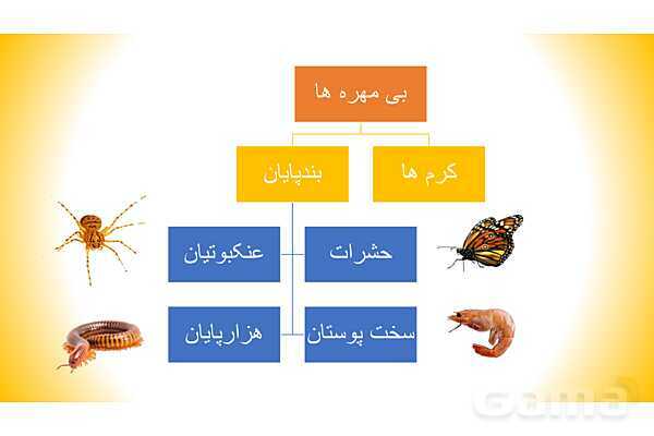 پاورپوینت درس 11 علوم چهارم: بی مهره ها- پیش نمایش