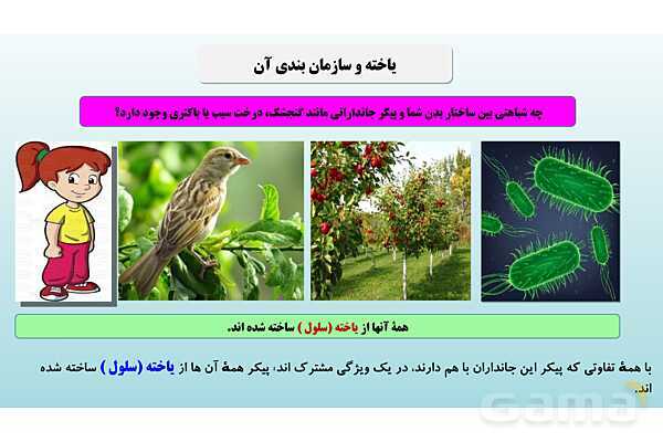 پاورپوینت فصل 11 علوم تجربی هفتم - یاخته و سازمان بندی آن- پیش نمایش