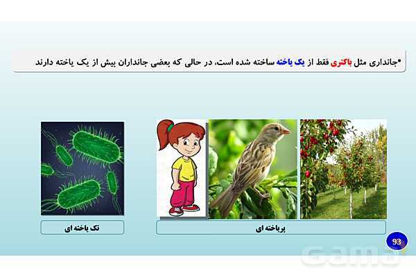 پاورپوینت فصل 11 علوم تجربی هفتم - یاخته و سازمان بندی آن- پیش نمایش