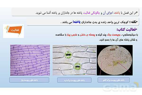 پاورپوینت فصل 11 علوم تجربی هفتم - یاخته و سازمان بندی آن- پیش نمایش