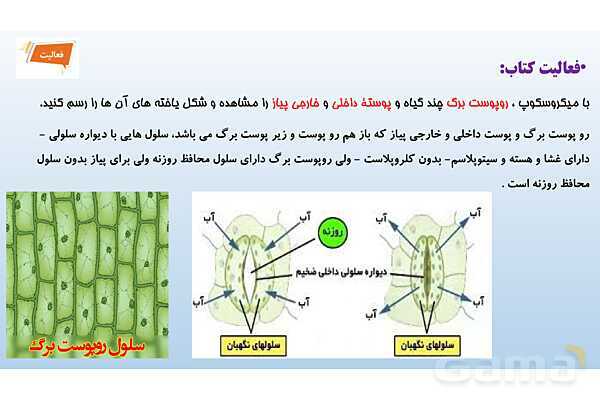 پاورپوینت فصل 11 علوم تجربی هفتم - یاخته و سازمان بندی آن- پیش نمایش