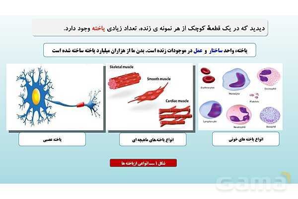 پاورپوینت فصل 11 علوم تجربی هفتم - یاخته و سازمان بندی آن- پیش نمایش