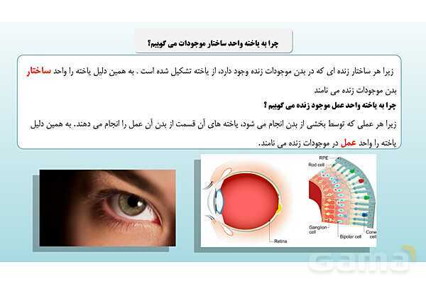 پاورپوینت فصل 11 علوم تجربی هفتم - یاخته و سازمان بندی آن- پیش نمایش