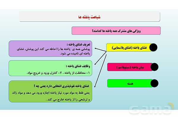 پاورپوینت فصل 11 علوم تجربی هفتم - یاخته و سازمان بندی آن- پیش نمایش