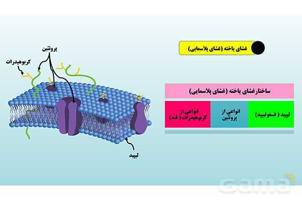 پاورپوینت فصل 11 علوم تجربی هفتم - یاخته و سازمان بندی آن- پیش نمایش