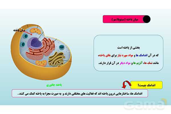 پاورپوینت فصل 11 علوم تجربی هفتم - یاخته و سازمان بندی آن- پیش نمایش