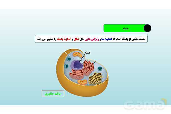پاورپوینت فصل 11 علوم تجربی هفتم - یاخته و سازمان بندی آن- پیش نمایش