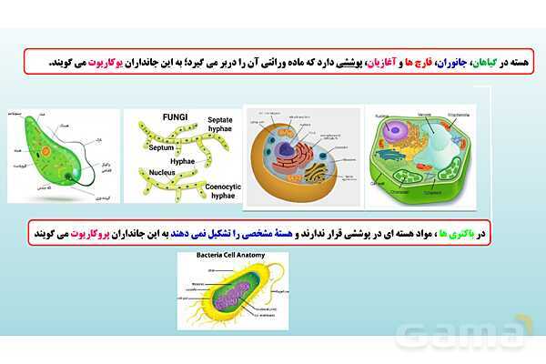 پاورپوینت فصل 11 علوم تجربی هفتم - یاخته و سازمان بندی آن- پیش نمایش