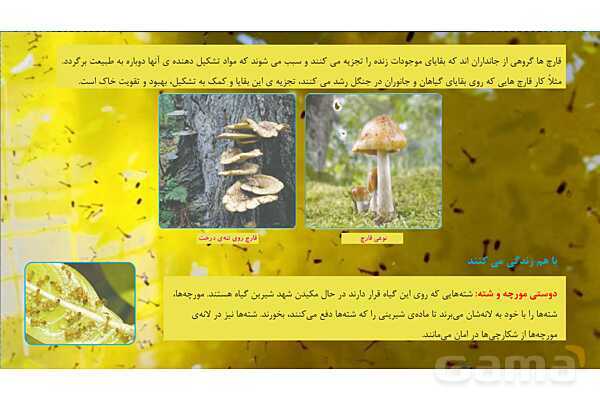 پاورپوینت تدریس علوم تجربی ششم دبستان | درس 12 : جنگل برای کیست ؟- پیش نمایش