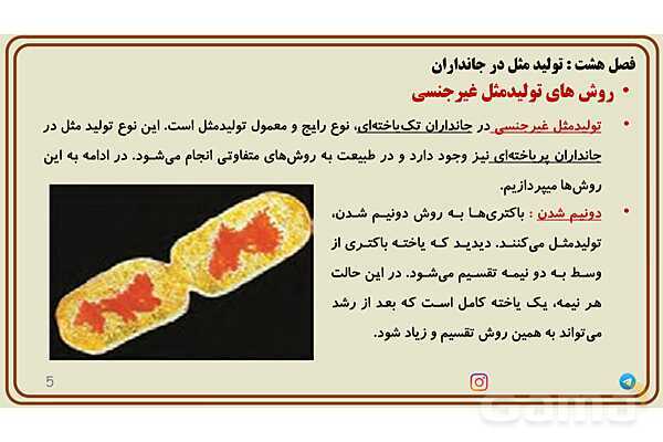 پاورپوینت آموزش فصل 8 علوم پایه هشتم؛ تولیدمثل در جانداران- پیش نمایش