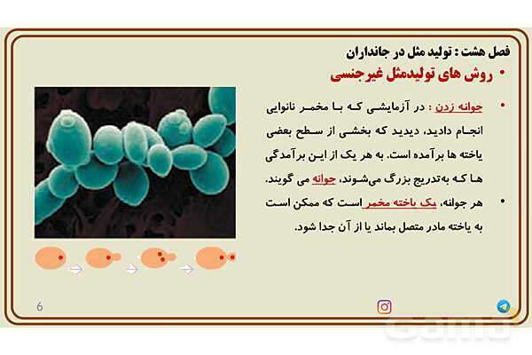 پاورپوینت آموزش فصل 8 علوم پایه هشتم؛ تولیدمثل در جانداران- پیش نمایش