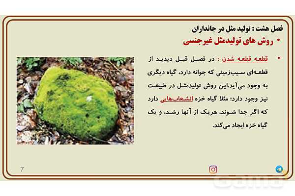 پاورپوینت آموزش فصل 8 علوم پایه هشتم؛ تولیدمثل در جانداران- پیش نمایش