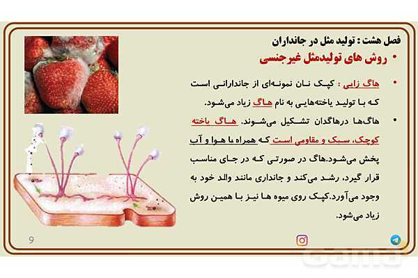 پاورپوینت آموزش فصل 8 علوم پایه هشتم؛ تولیدمثل در جانداران- پیش نمایش