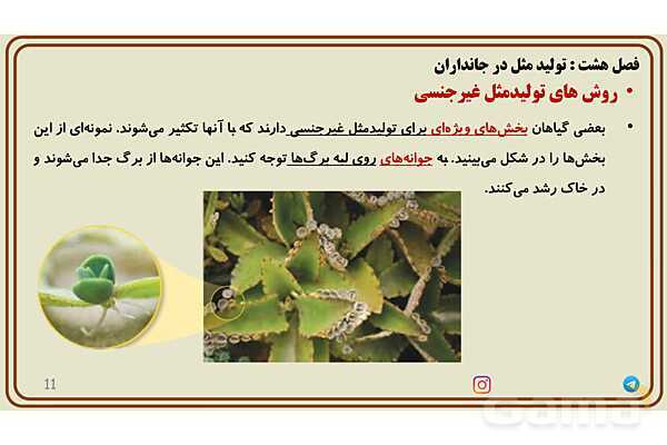 پاورپوینت آموزش فصل 8 علوم پایه هشتم؛ تولیدمثل در جانداران- پیش نمایش