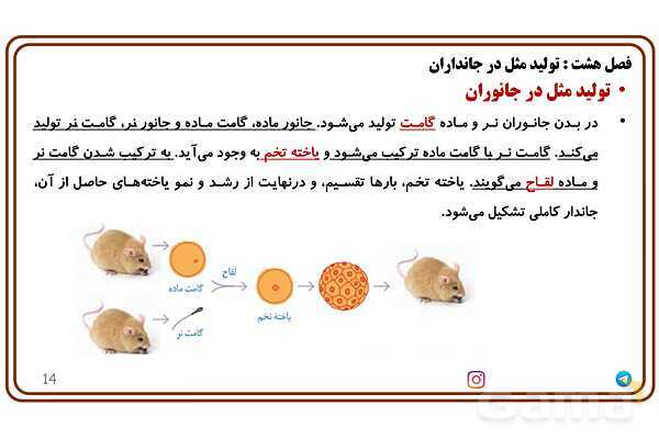 پاورپوینت آموزش فصل 8 علوم پایه هشتم؛ تولیدمثل در جانداران- پیش نمایش