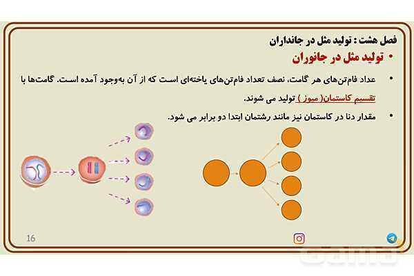 پاورپوینت آموزش فصل 8 علوم پایه هشتم؛ تولیدمثل در جانداران- پیش نمایش