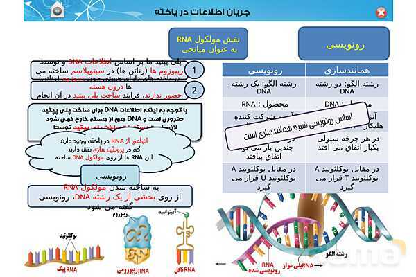 پاورپوینت تدریس زیست شناسی (3) دوازدهم تجربی | فصل 2: جریان اطلاعات در یاخته (گفتار 1 تا 3)- پیش نمایش