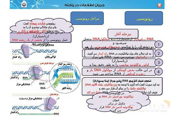 پاورپوینت تدریس زیست شناسی (3) دوازدهم تجربی | فصل 2: جریان اطلاعات در یاخته (گفتار 1 تا 3)- پیش نمایش