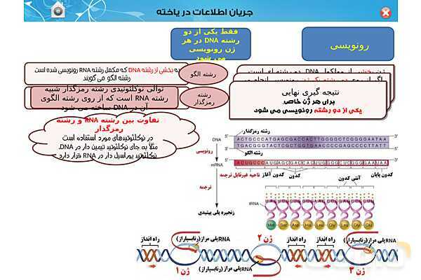 پاورپوینت تدریس زیست شناسی (3) دوازدهم تجربی | فصل 2: جریان اطلاعات در یاخته (گفتار 1 تا 3)- پیش نمایش
