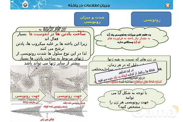 پاورپوینت تدریس زیست شناسی (3) دوازدهم تجربی | فصل 2: جریان اطلاعات در یاخته (گفتار 1 تا 3)- پیش نمایش