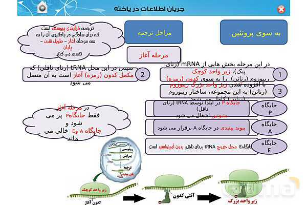 پاورپوینت تدریس زیست شناسی (3) دوازدهم تجربی | فصل 2: جریان اطلاعات در یاخته (گفتار 1 تا 3)- پیش نمایش