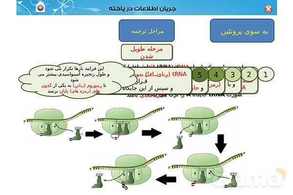 پاورپوینت تدریس زیست شناسی (3) دوازدهم تجربی | فصل 2: جریان اطلاعات در یاخته (گفتار 1 تا 3)- پیش نمایش