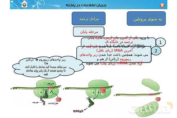 پاورپوینت تدریس زیست شناسی (3) دوازدهم تجربی | فصل 2: جریان اطلاعات در یاخته (گفتار 1 تا 3)- پیش نمایش