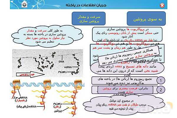 پاورپوینت تدریس زیست شناسی (3) دوازدهم تجربی | فصل 2: جریان اطلاعات در یاخته (گفتار 1 تا 3)- پیش نمایش